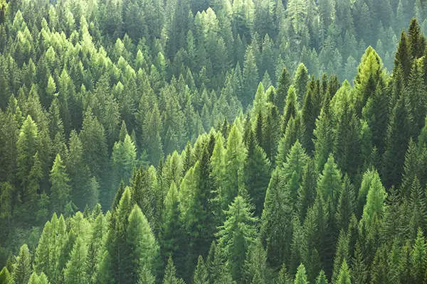 Gesunde grüne Bäume in einem Wald aus alten Fichten, Tannen und Kiefern