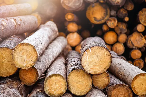 Kiefern- und Fichtenwälder Holzstämme gestapelt im Wald